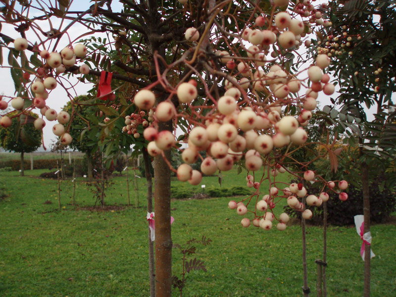 Рябина пинк. Sorbus arnoldiana 'Coral Pink' - рябина Арнольда. Рябина сладкоплодная Пинк. Рябина Арнольда Кирстен Пинк. Рябина Арнольда Корал Пинк.